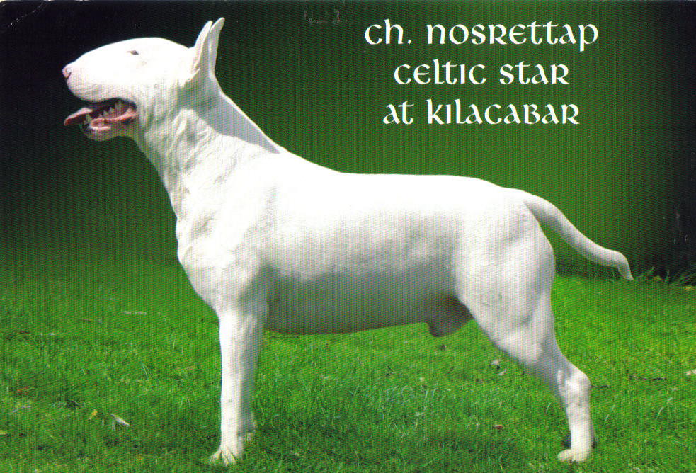 How do you breed English bull terriers?